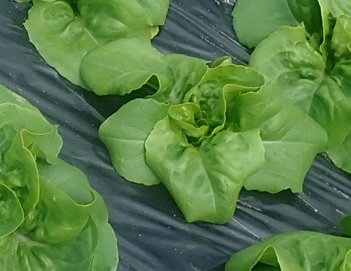 リーフレタス 農園 K56
